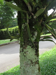 Cenostigma pluviosum
