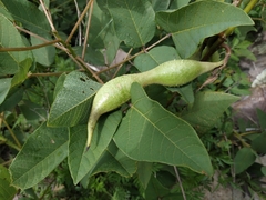 Erythrina leptorhiza