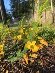 Chamaecrista fasciculata