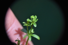 Galium trifidum