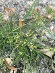 Fimbristylis dichotoma