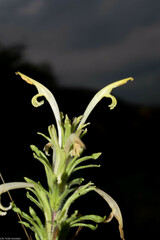 Castilleja mexicana