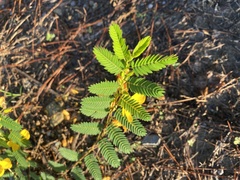 Chamaecrista fasciculata