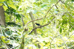Gracula religiosa