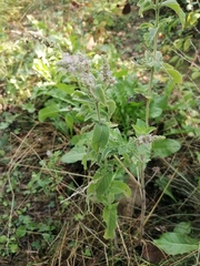 Mentha longifolia