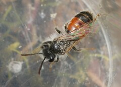 Andrena potentillae