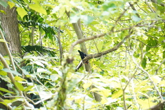 Gracula religiosa