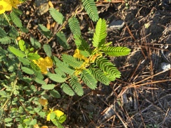 Chamaecrista fasciculata