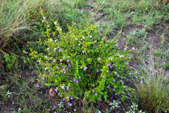 Leucophyllum laevigatum