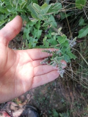 Mentha longifolia