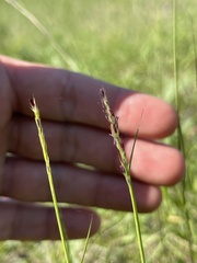 Sporobolus vaginiflorus