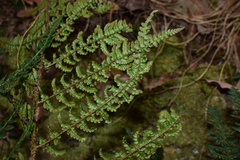 Dryopteris championii