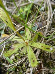 Drosera zeyheri