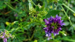 Medicago sativa