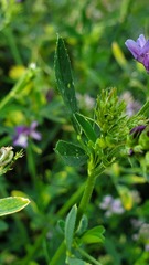 Medicago sativa