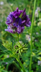 Medicago sativa