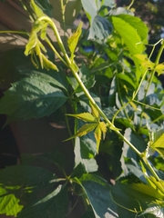 Parthenocissus inserta