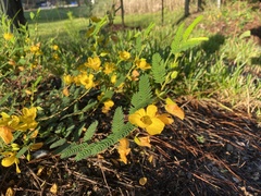 Chamaecrista fasciculata
