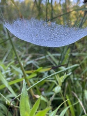 Frontinella pyramitela