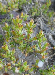 Drosanthemum parvifolium
