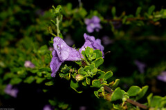 Leucophyllum laevigatum