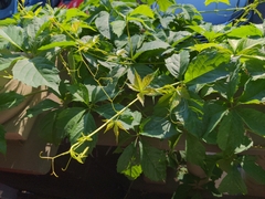 Parthenocissus inserta