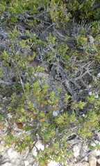 Drosanthemum parvifolium