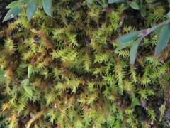 Triquetrella papillata