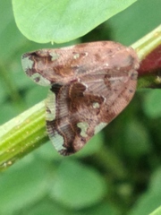 Ricania speculum