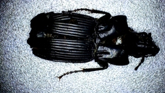 Pterostichus