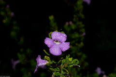 Leucophyllum laevigatum