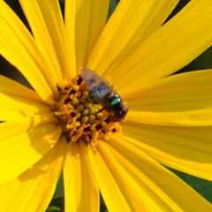 Copestylum vesicularium