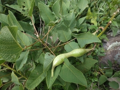 Erythrina leptorhiza