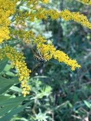 Spilomyia longicornis