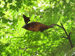 Cenostigma pluviosum