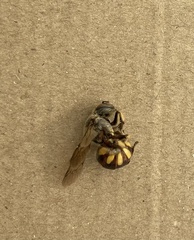 Anthidium florentinum