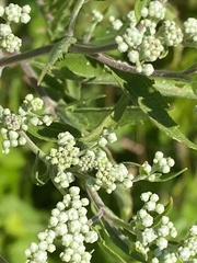 Eupatorium altissimum