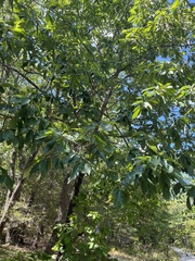 Quercus