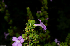 Leucophyllum laevigatum