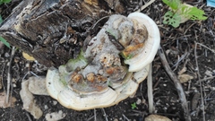Trametes cubensis