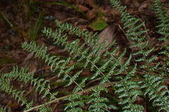 Dryopteris championii