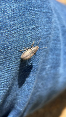 Naupactus leucoloma