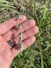 Eragrostis secundiflora