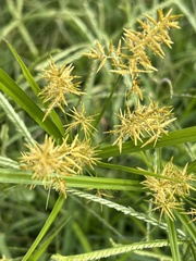 Cyperus esculentus