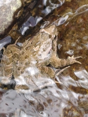 Discoglossus scovazzi