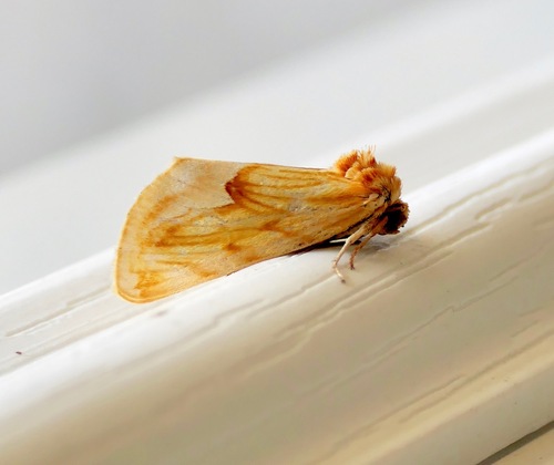 Cirrhophanus dyari photo 3