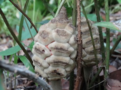 Zamia loddigesii