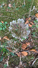 Peltigera canina