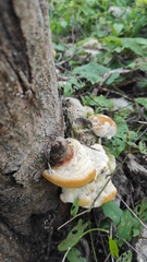 Trametes cubensis