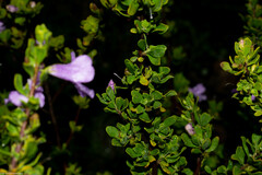 Leucophyllum laevigatum